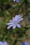 Chicory